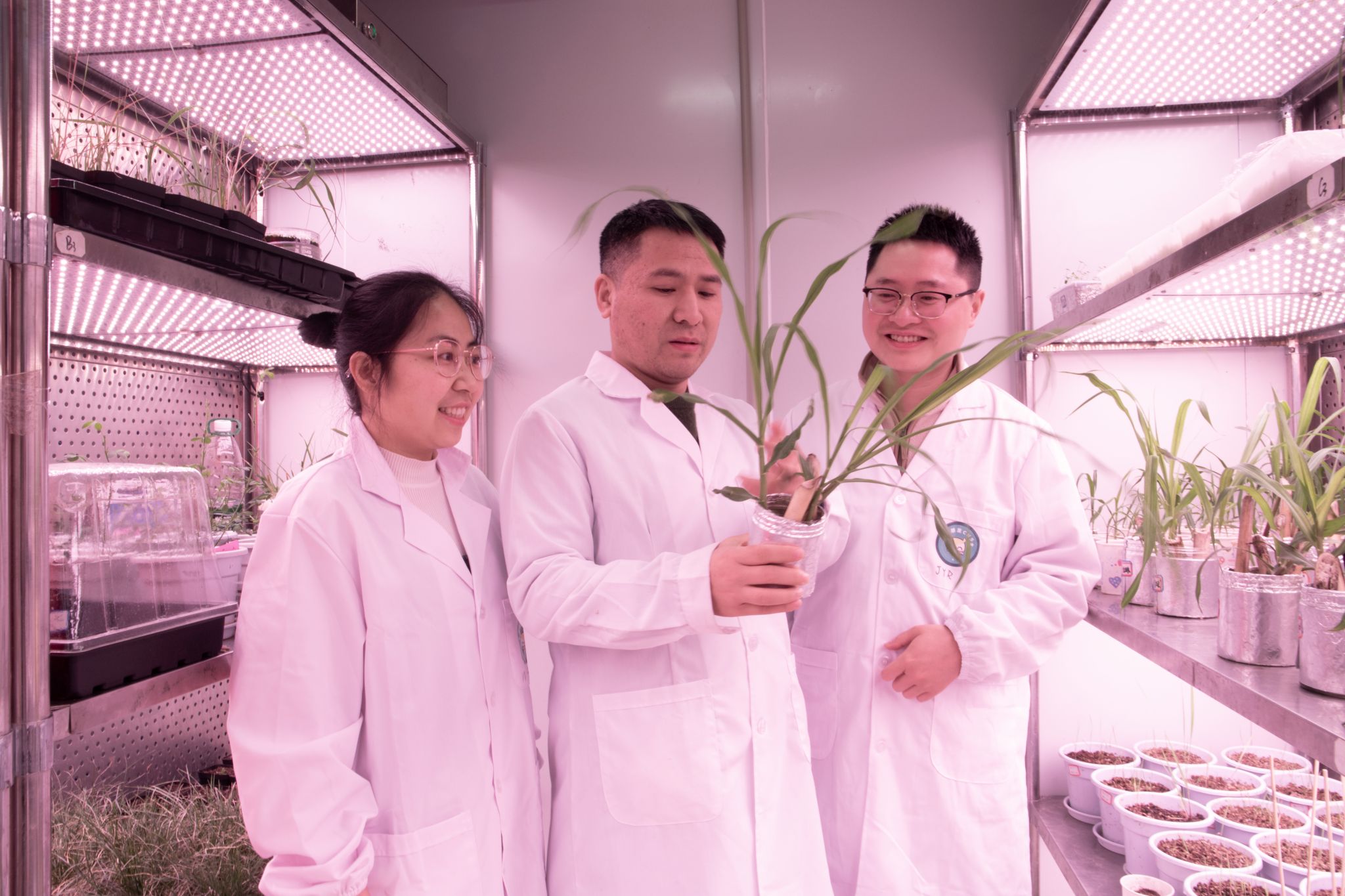 全球首个！黄琳凯教授团队揭秘牧草图形泛基因组